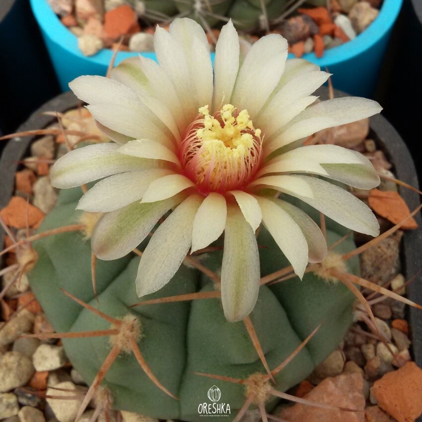 Seeds of Cactus Gymnocalycium nigriareolatum GN 927/3046 (Gymnocalycium nigriareolatum GN 927/3046) — 10 pcs