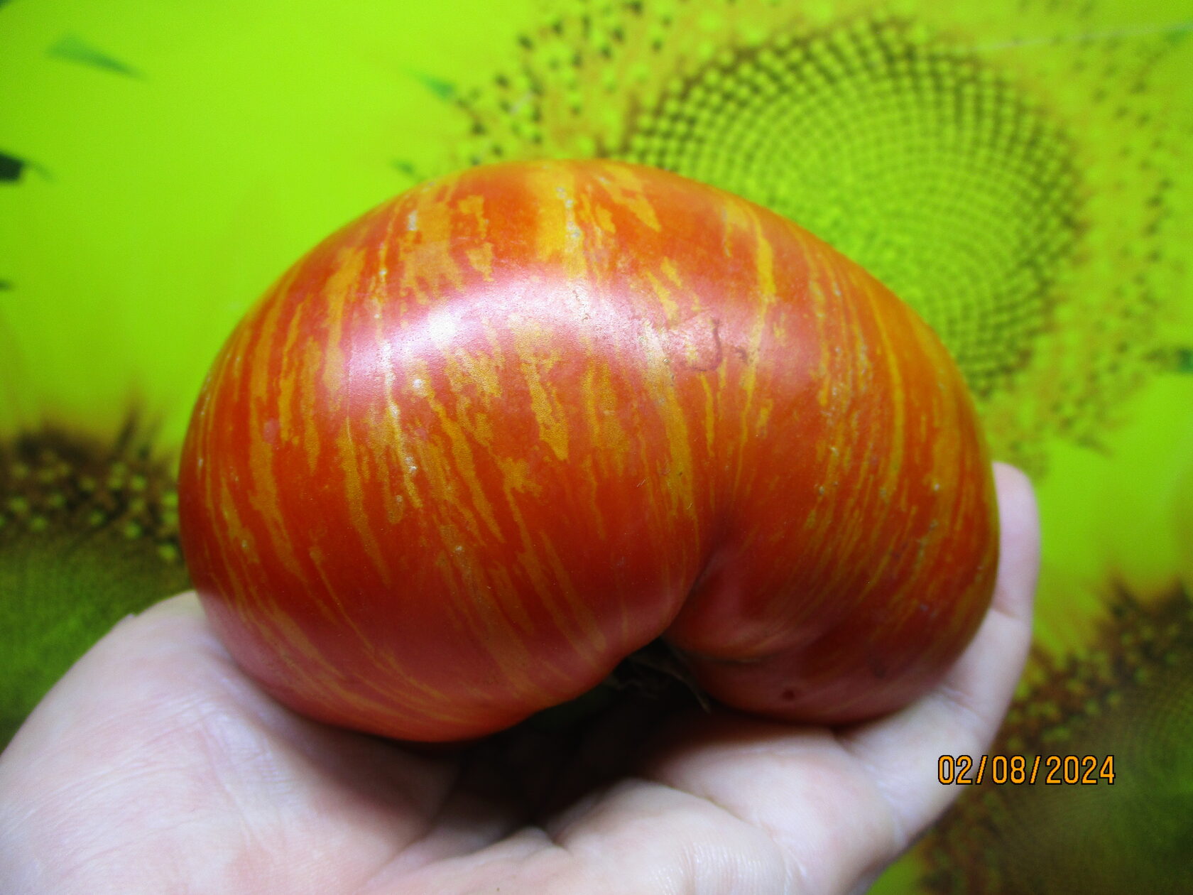 899. Томатный Гном Приз Ханны. НОВИНКА 2024.