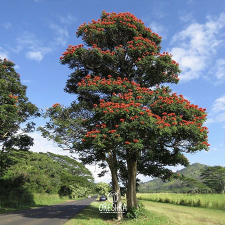 Spathodea campanulata flower bud water fountain squirt botanical