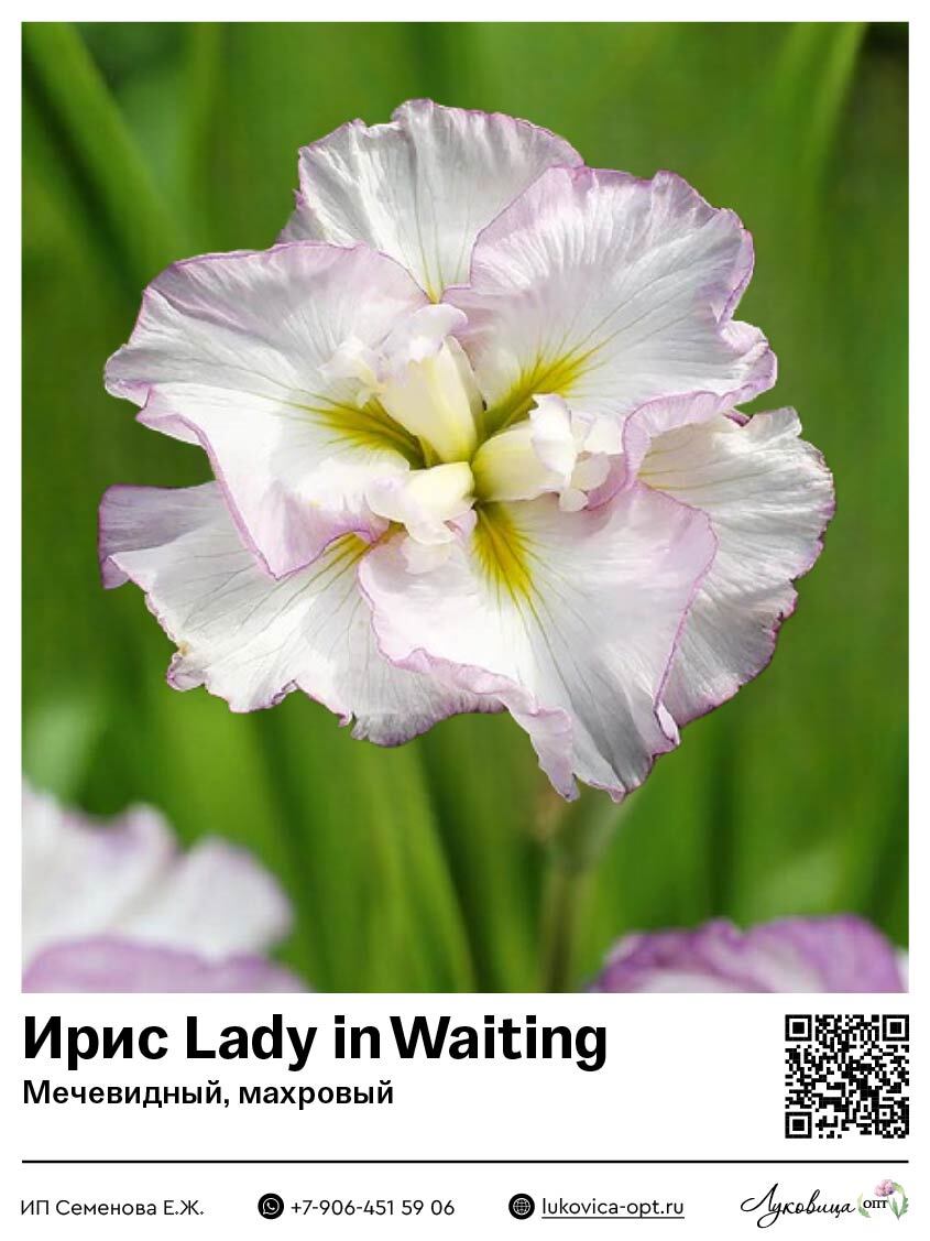 Ирис Lady in Waiting (Мечевидный, махровый) 1 шт
