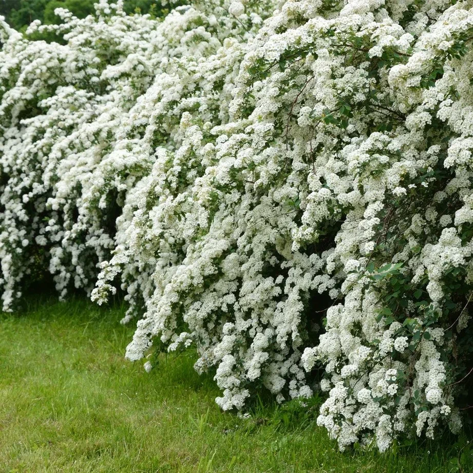 Спирея аргута (Spiraea arguta)