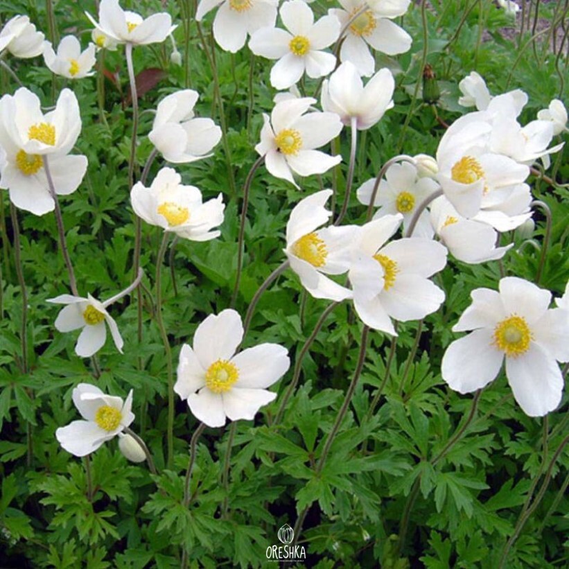 Seeds of Snowdrop Windflower (Anemone sylvestris) — 20 pcs