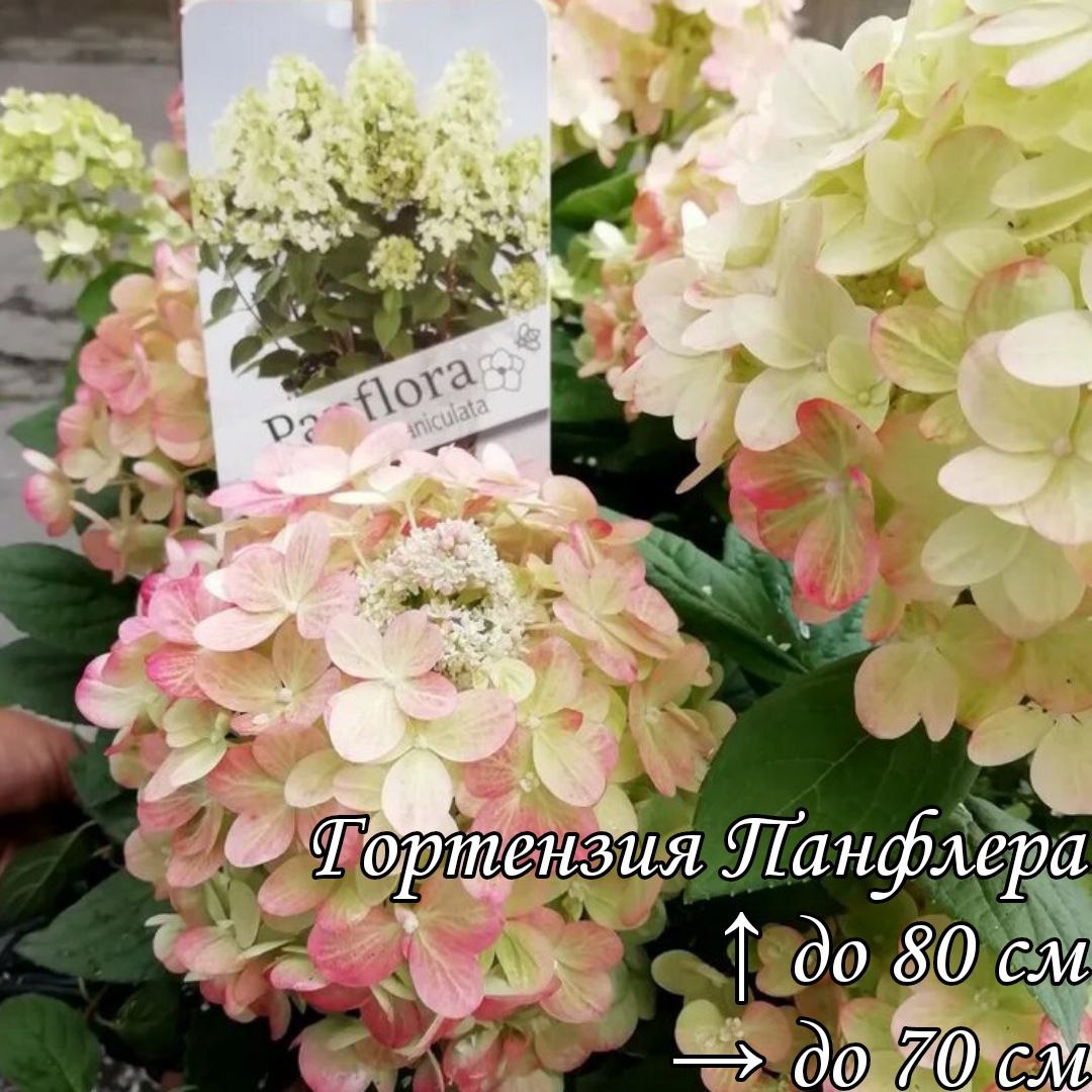 Пандрия. Пандрия. Пандрия. Пандрия. Пандрия.