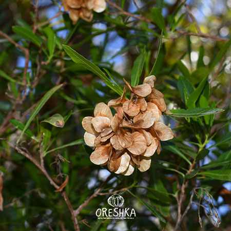 Seeds of Dodonaea viscosa — 20 pcs