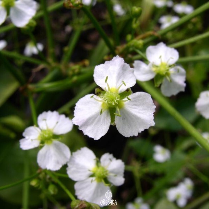 Seeds of Water plantain (Alisma plantago-aquatica) — 30 pcs