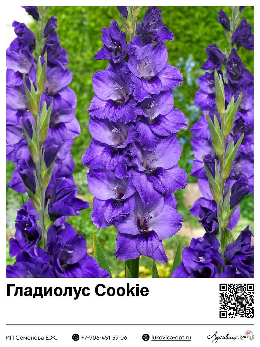Гладиолус Cookie 5 шт