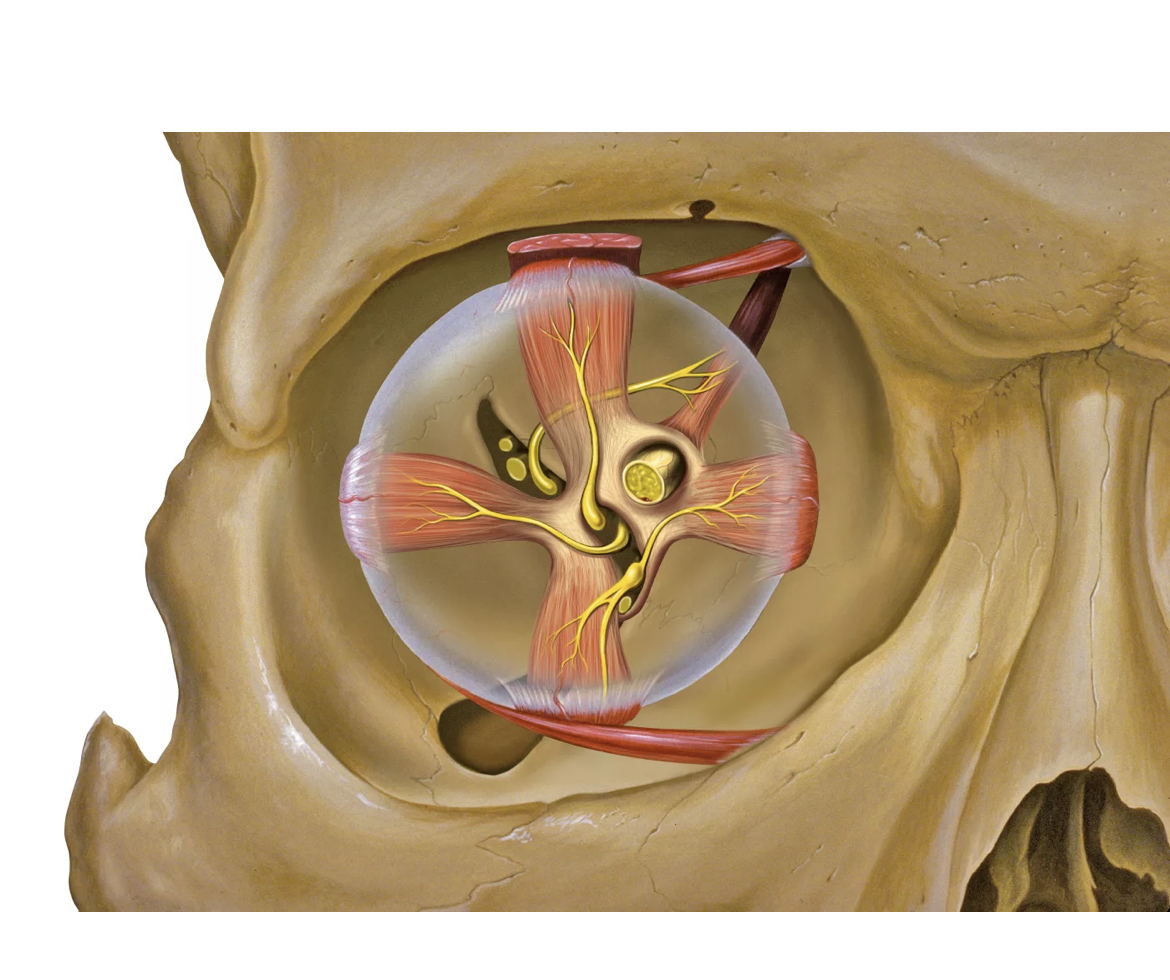 1 строение глазницы. Анатомия орбиты глаза человека. Анатомия костной орбиты глаза. Глазница топографическая анатомия.