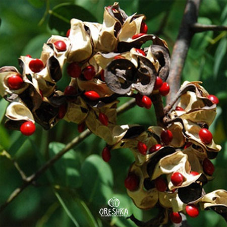 Seeds of Adenanthera pavonina — 5 pcs