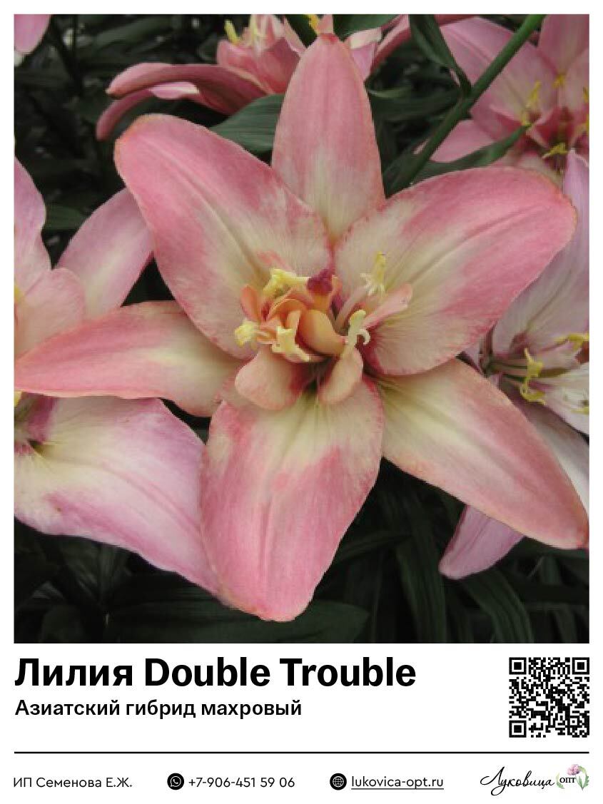 Лилия Double Trouble (Азиатский гибрид, махровый)