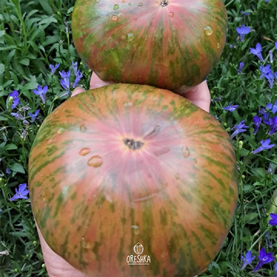 Seeds of Tomato ⁠Ananas zebra vert (solanum lycopersicum) — 10 pcs