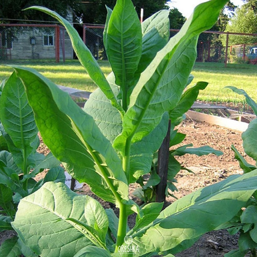 Seeds of Tobacco izmir * lebanese strain (Nicotiana tabacum) — 300 pcs