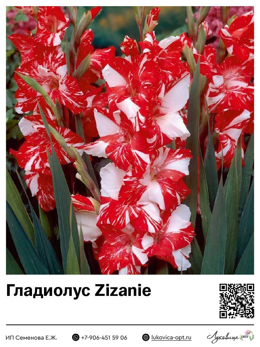 Гладиолус Koi Pursuit / Zizanie 5 шт