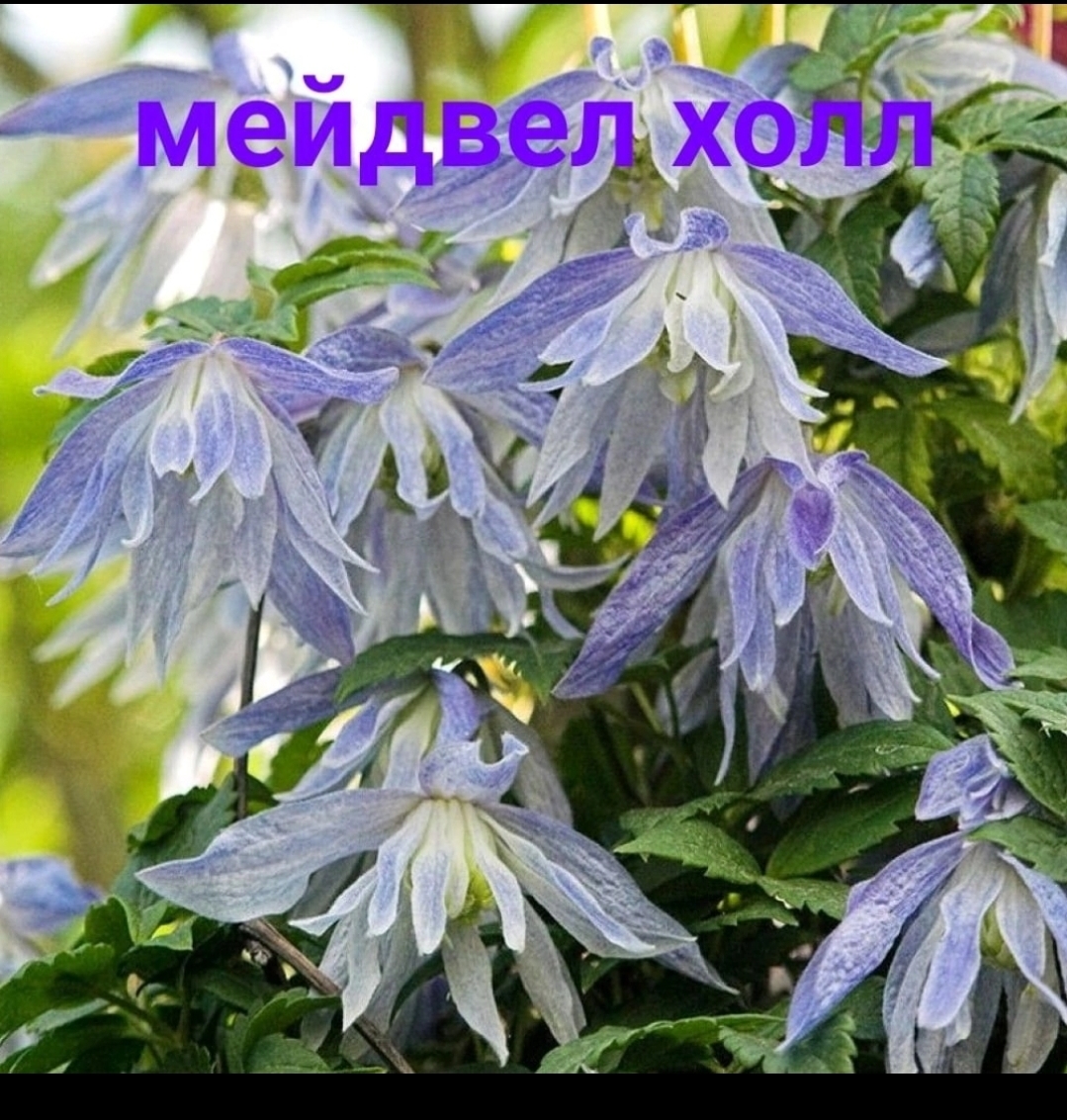 Княжики Это