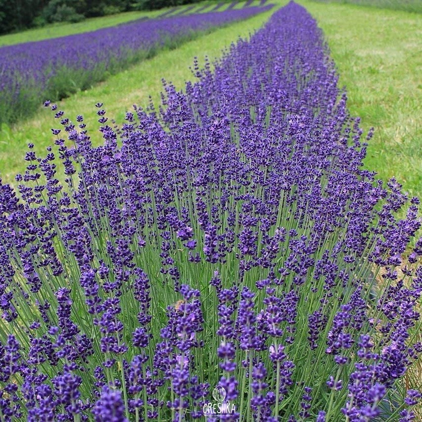 Seeds of Lavandula angustifolia (Lavandula angustifolia) — 50 pcs