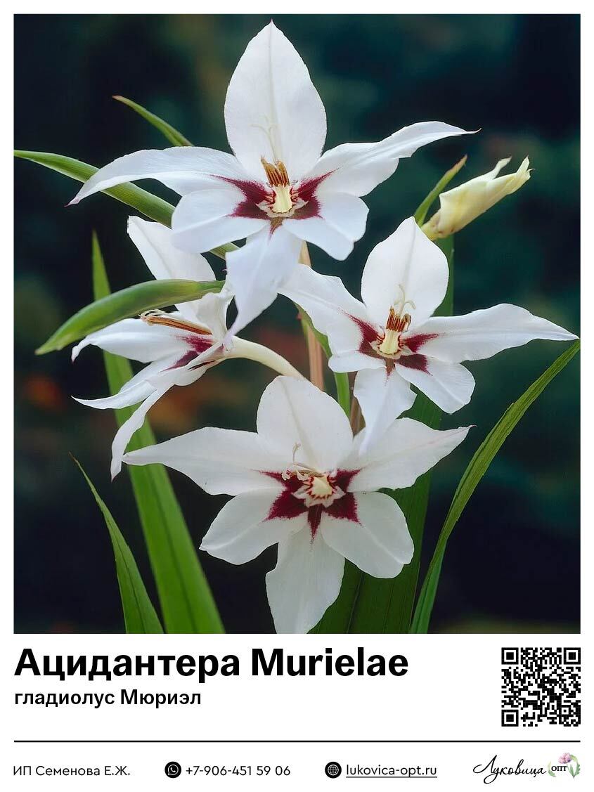 Ацидантера Murielae (гладиолус Мюриэл) 10 шт