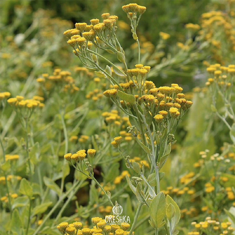Seeds of Balsam tansy (Tanacétum balsamíta) — 100 pcs
