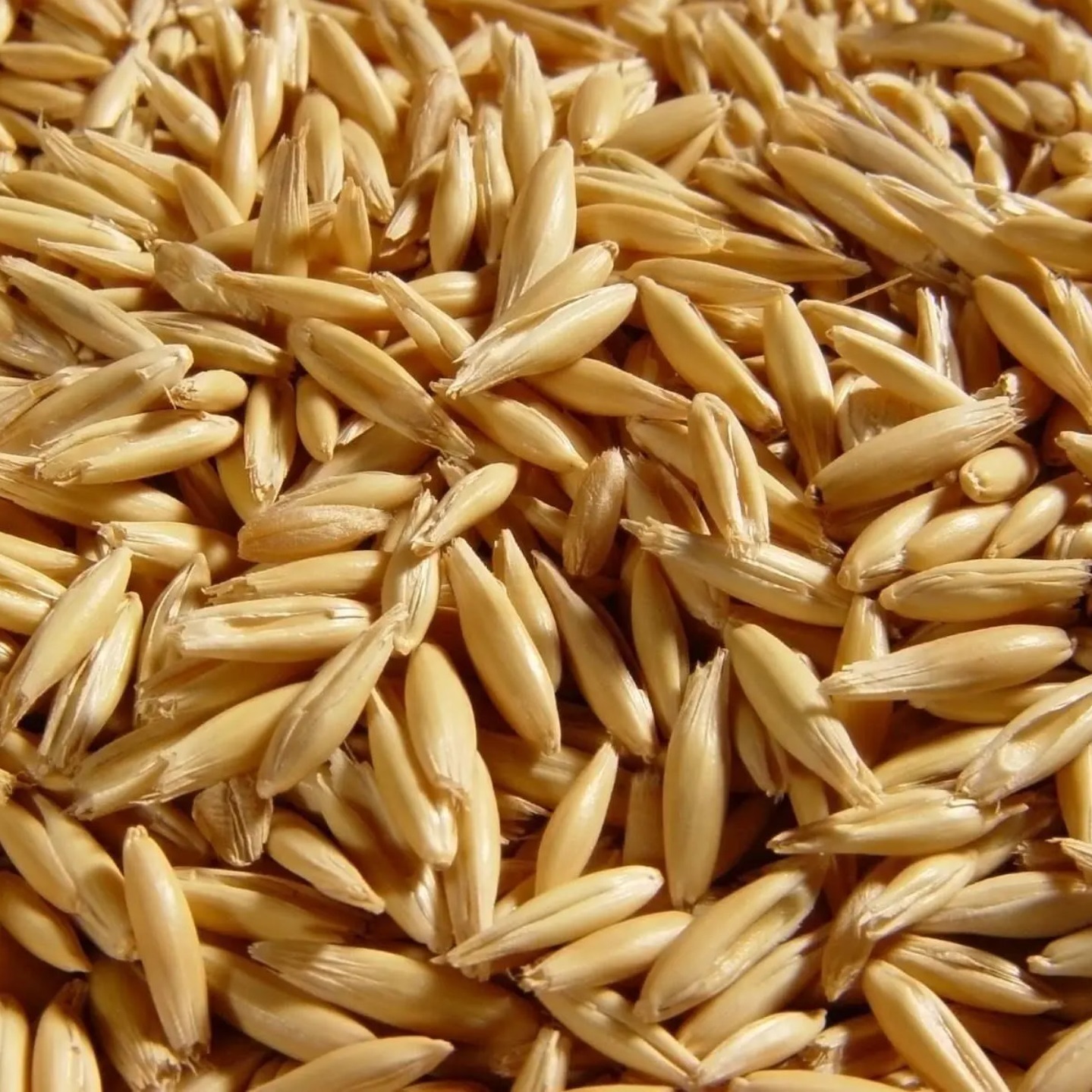 Где Можно Купить Семена Овса