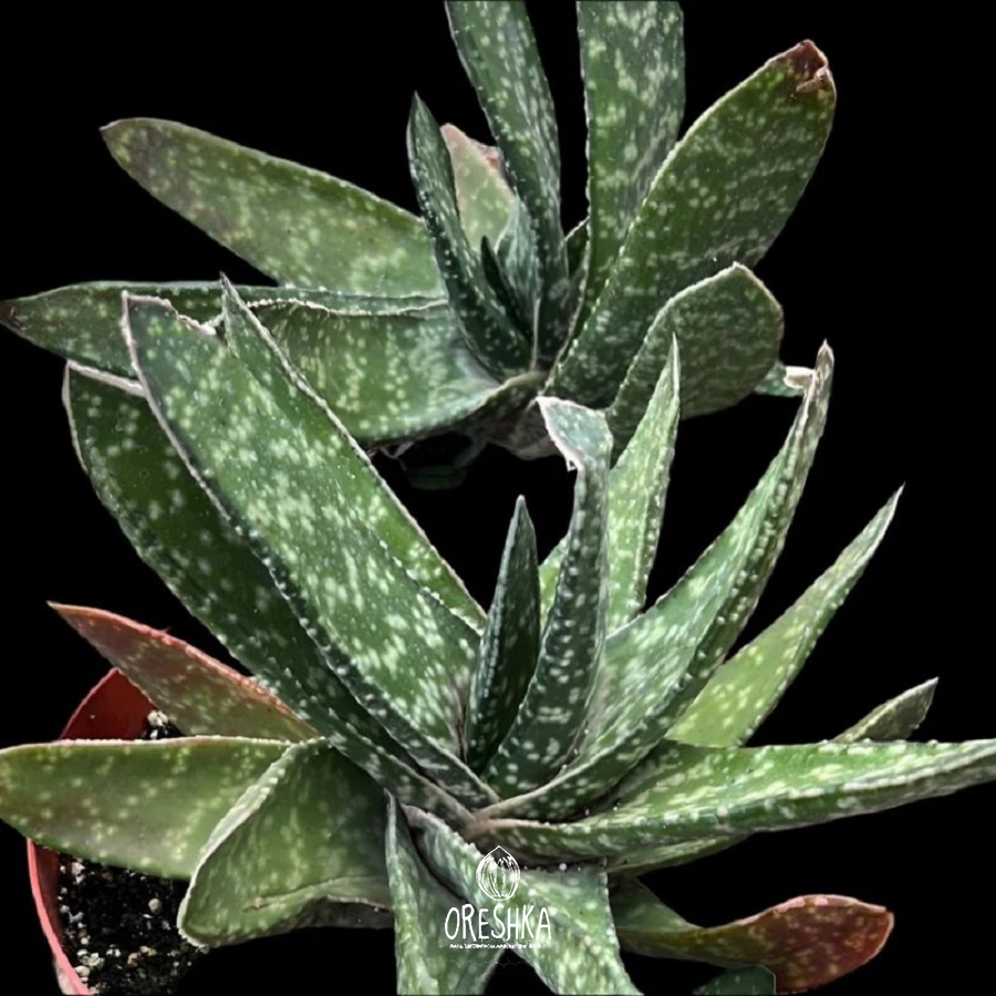 Seeds of Succulent Gasteria brachyphylla (Gasteria brachyphylla) — 10 pcs