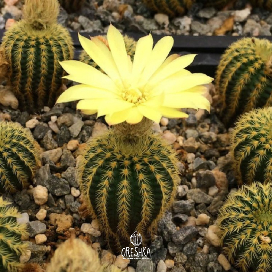 Seeds of Cactus Frailea mammifera (Frailea mammifera) — 10 pcs