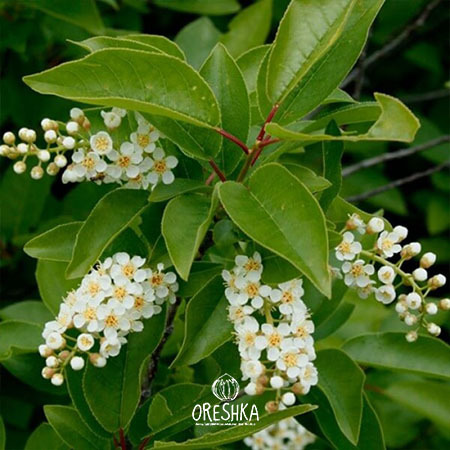 Seeds of Bird cherry virginiana (Prunus virginiana) — 10 pcs