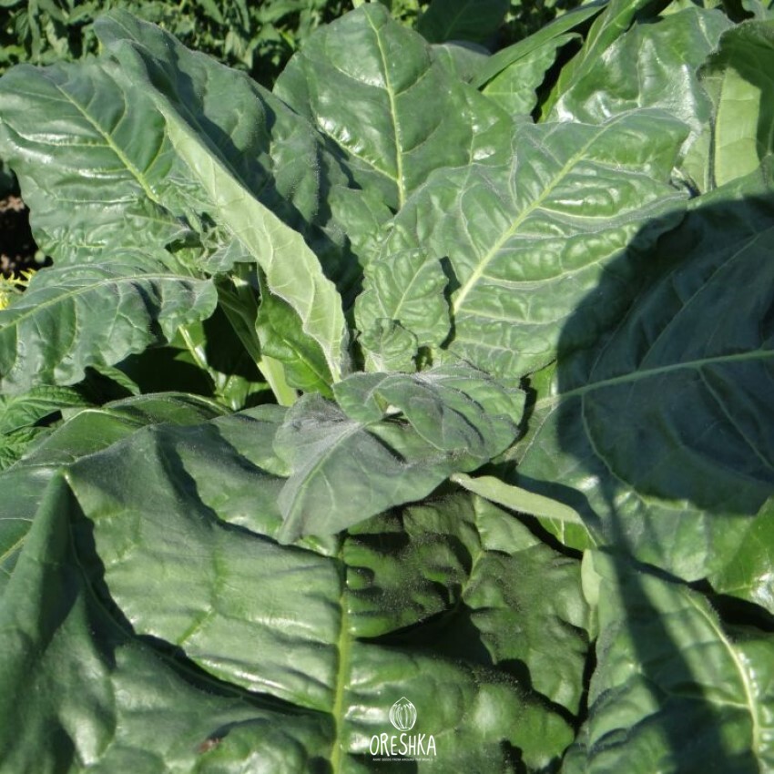 Seeds of shag brazil 7 (Nicotiana tabacum) — 300 pcs