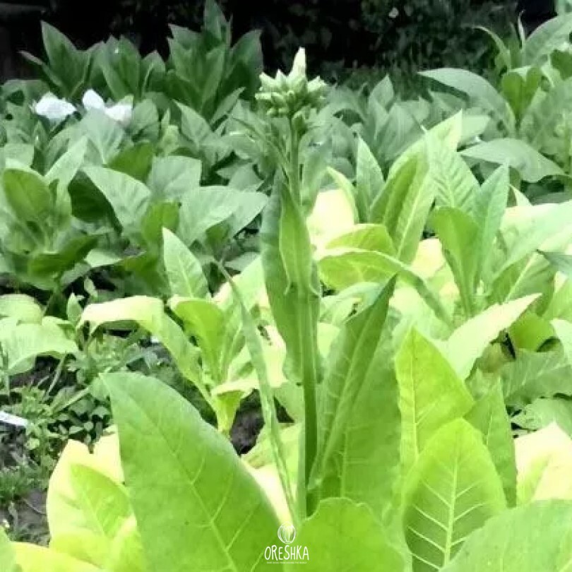 Seeds of Tobacco COMSTOC SPANISH (Nicotiana tabacum) — 300 pcs