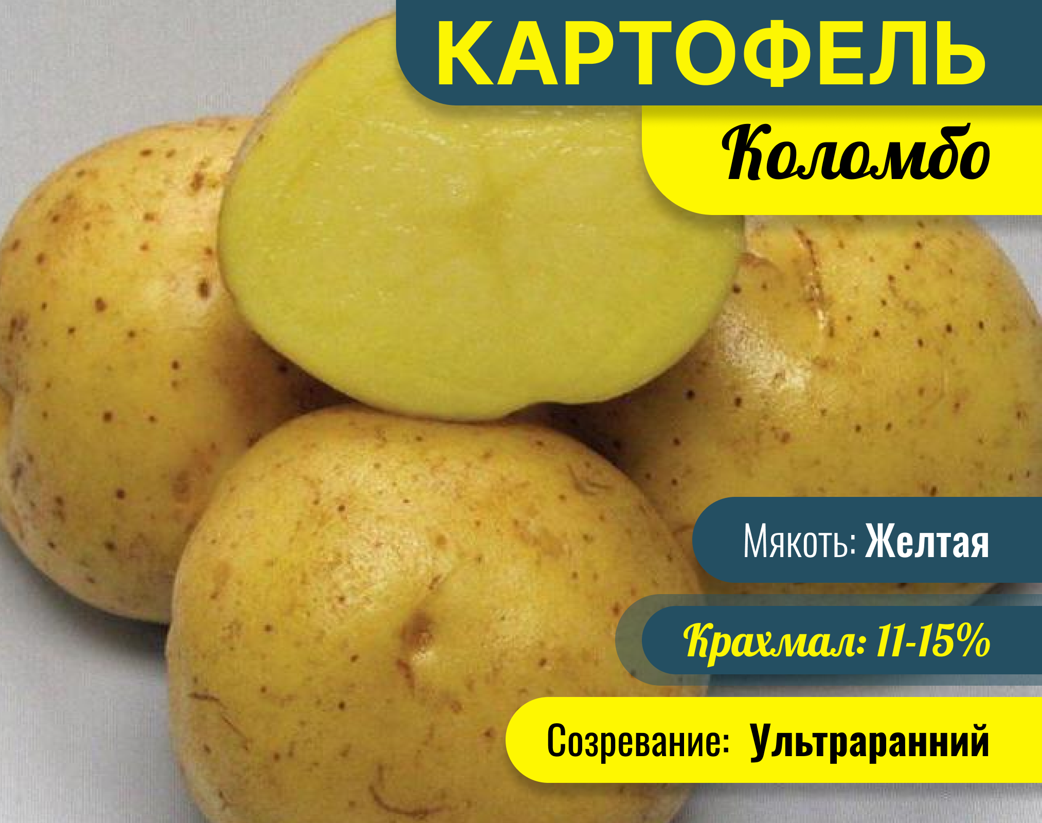 Картофель коломбо описание характеристики фото