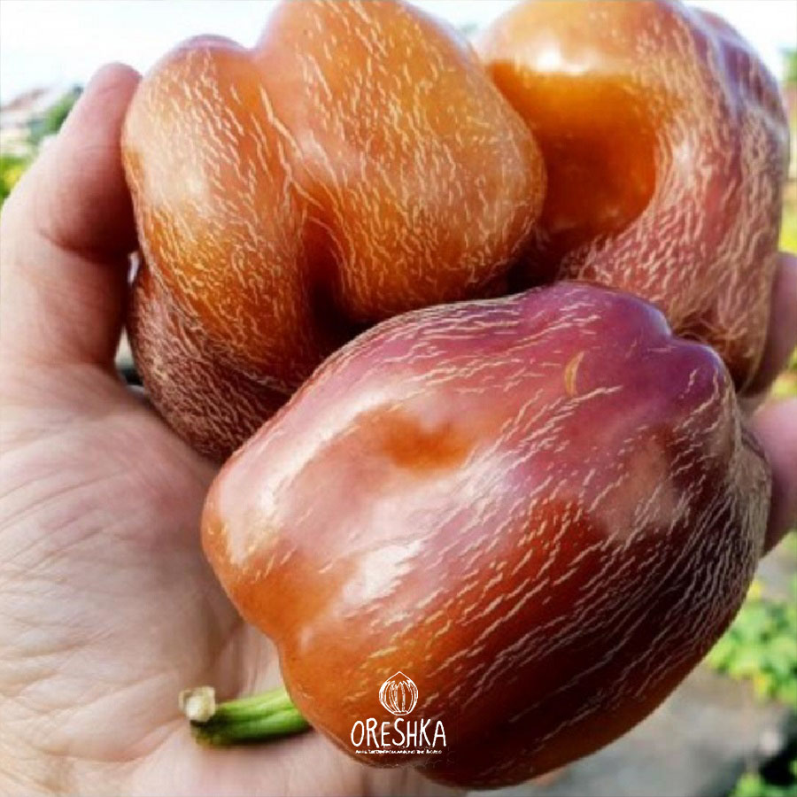 Violgo pepper lilac technical maturity colour cuboid shape plant