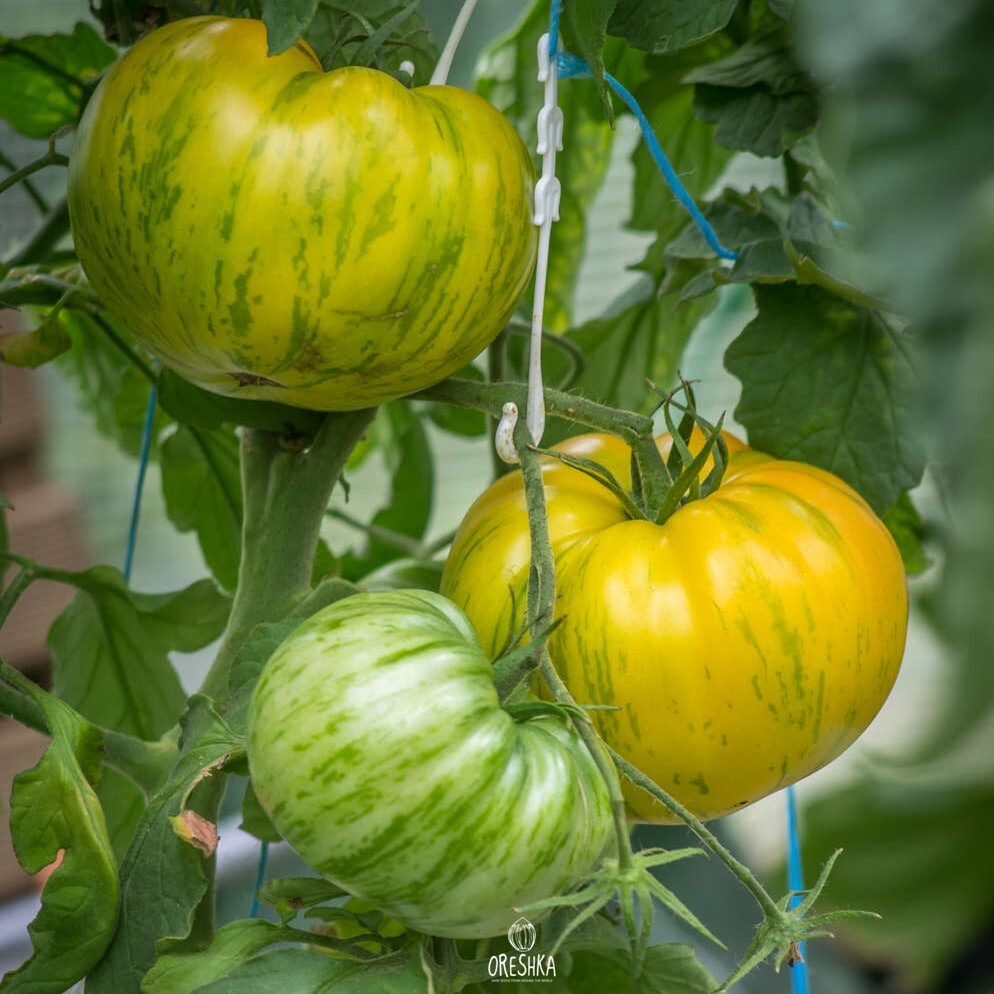 Seeds of Tomato Kozula 136 (solanum lycopersicum) — 10 pcs