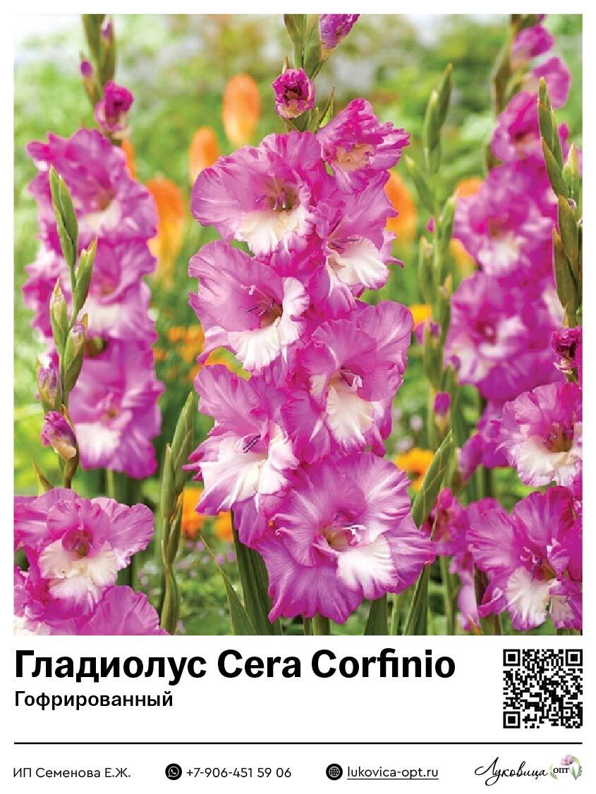 Гладиолус Cera Corfinio (Гофрированный) 5 шт
