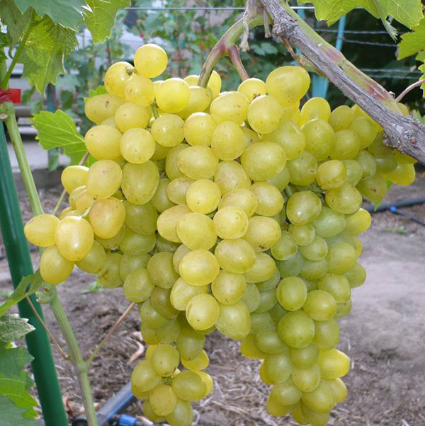 виноград супер экстра цитрин. супер виноград описание. супер виноград описание. виноград супер экстра цитрин. сорт винограда супер экстра.