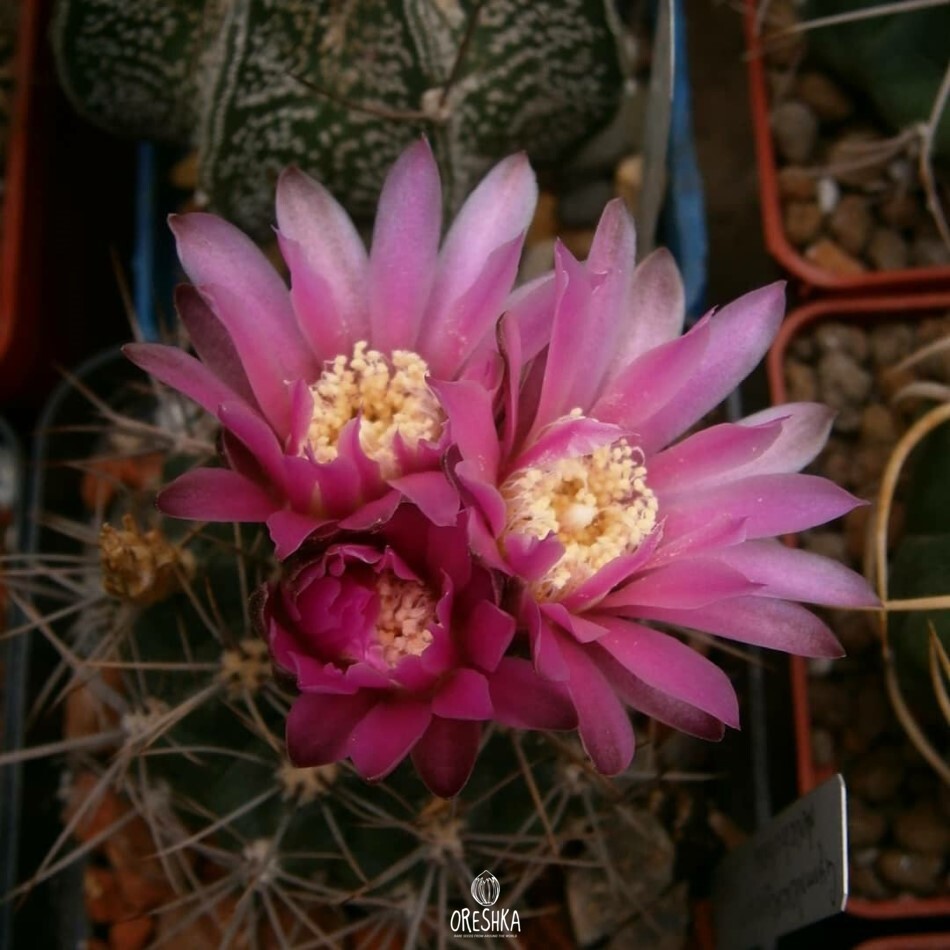 Buy Organic Succulent Cactus Gymnocalycium neuhuberi GN-77 Seeds |  Oreshka-Seeds.com