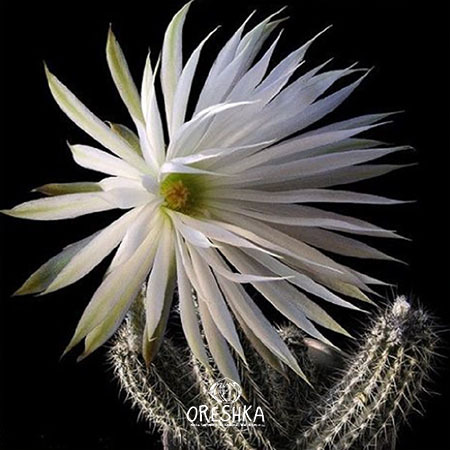 Seeds of Cactus Setiechinopsis mirabilis (Setiechinopsis mirabilis) — 5 pcs