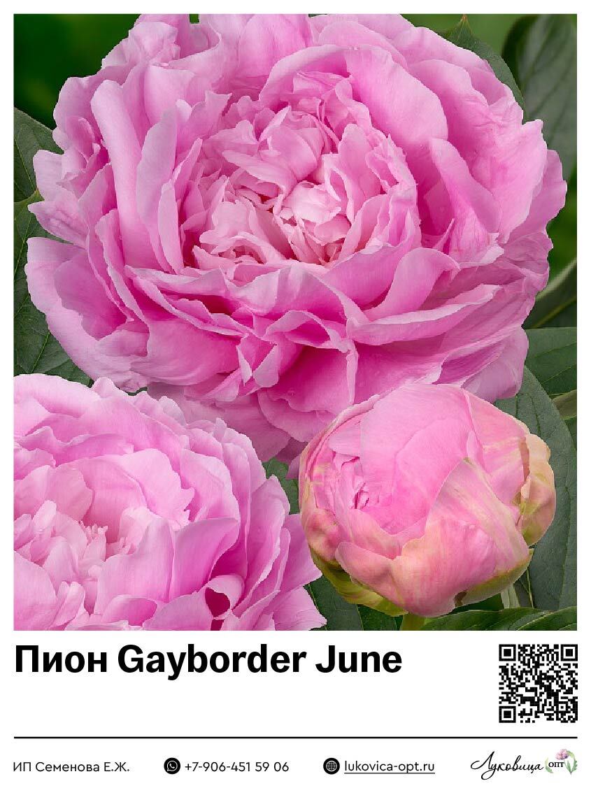 Пион Gayborder June