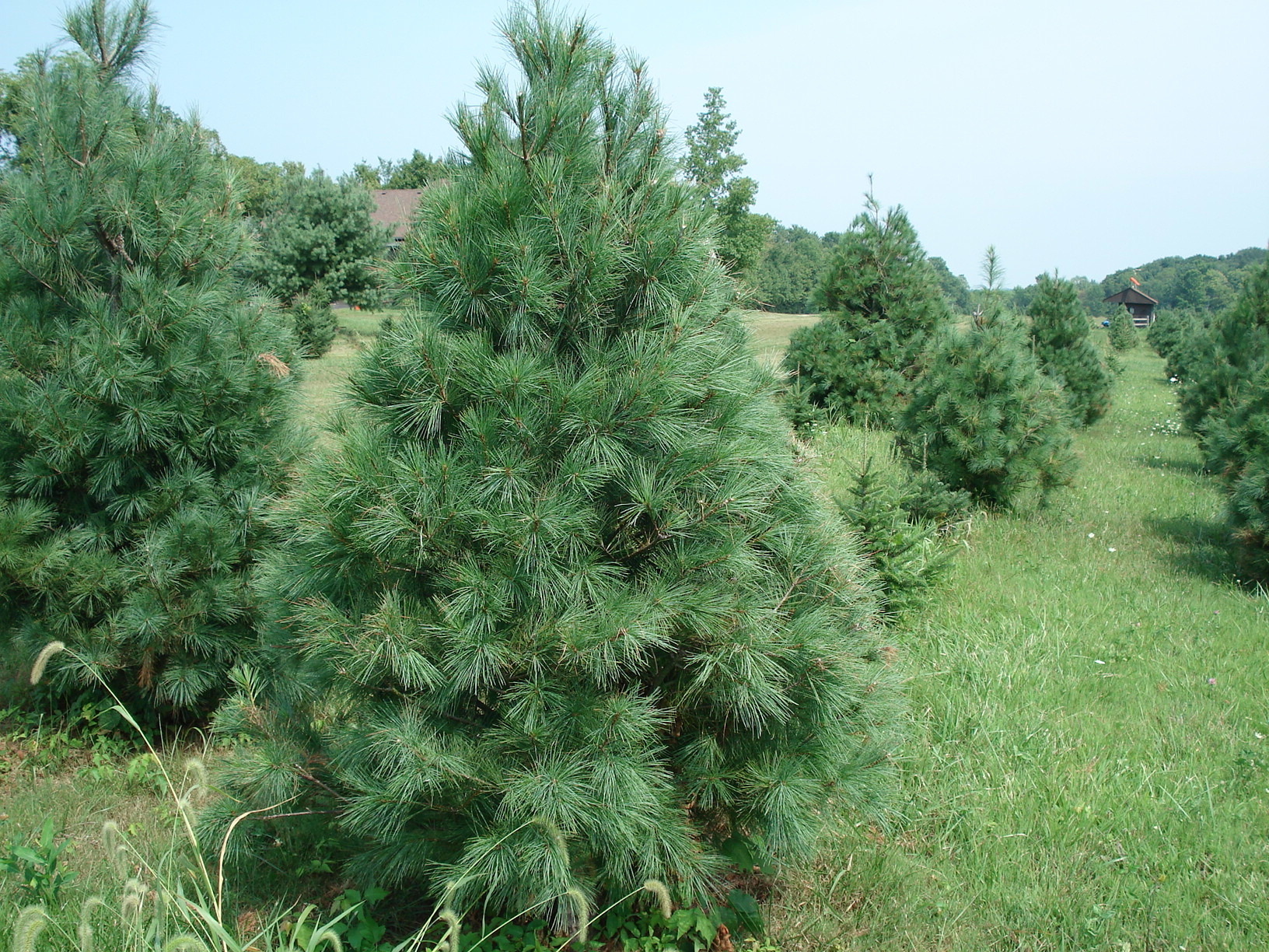 Сорта сосны веймутовой. Сосна Веймутова стробус. Сосна Веймутова Pinus strobus. Сосна Горная Веймутова. Сосна Веймутова крона.