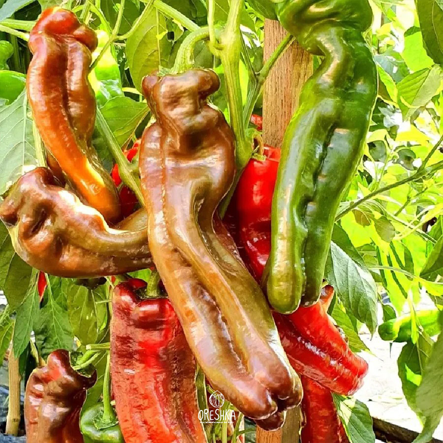Seeds of Sweet pepper Palermo mix (Capsicum) — 10 pcs