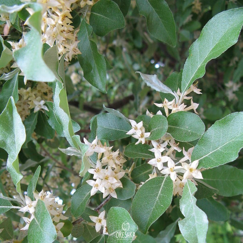 Seeds of Autumn Olive (Elaeagnus umbellata) — 10 pcs