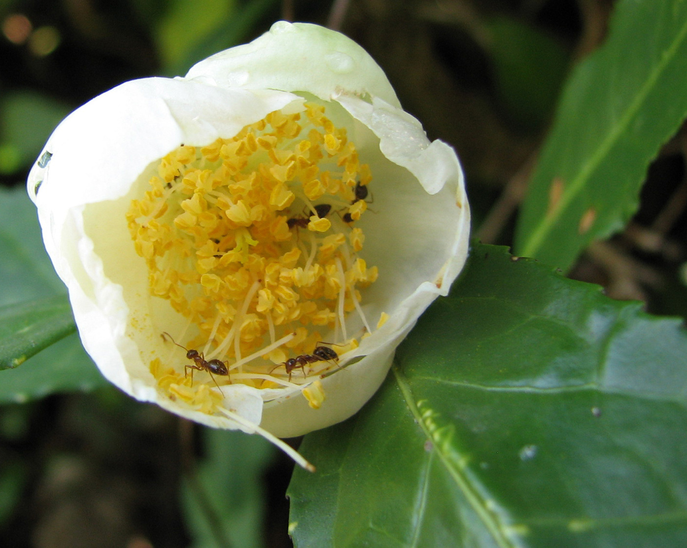 свежие семена Камелии Китайской, китайский чайный куст, чайное дерево