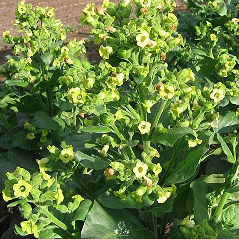 Seeds of shag SC. Wyandot (Nicotiana tabacum) — 300 pcs