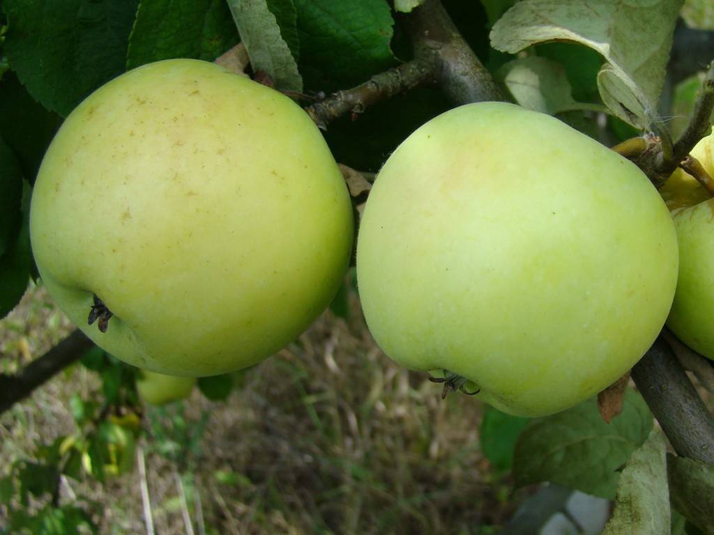 Яблоня антоновка десертная. Яблоня антоновка обыкновенная. Яблоня антоновка обыкновенная. Яблоня антоновка обыкновенная. Антоновка зимняя.