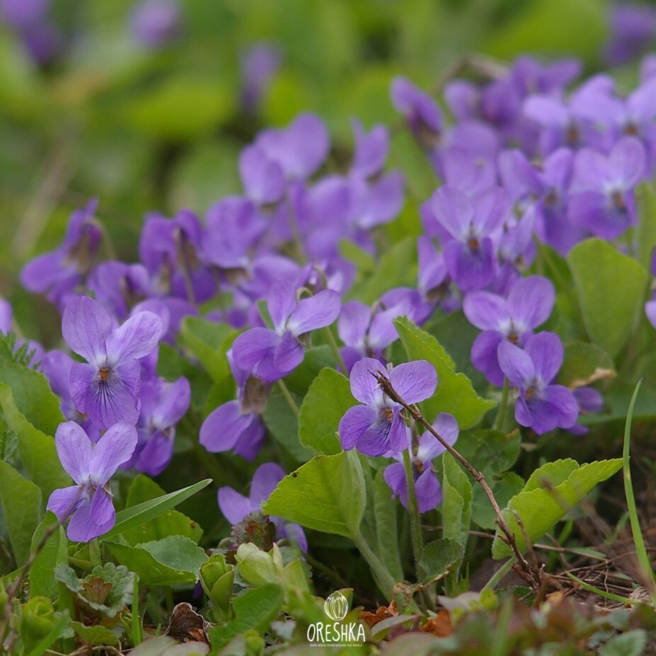 Фиалка топяная Viola uliginosa