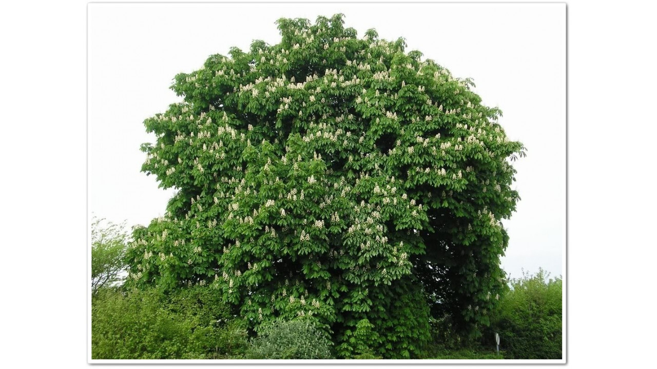 Каштан конский обыкновенный дерево. Каштан конский (aesculus). Почему каштан называется каштаном. Каштан описание для детей. Каштан конский фармакогнозия.