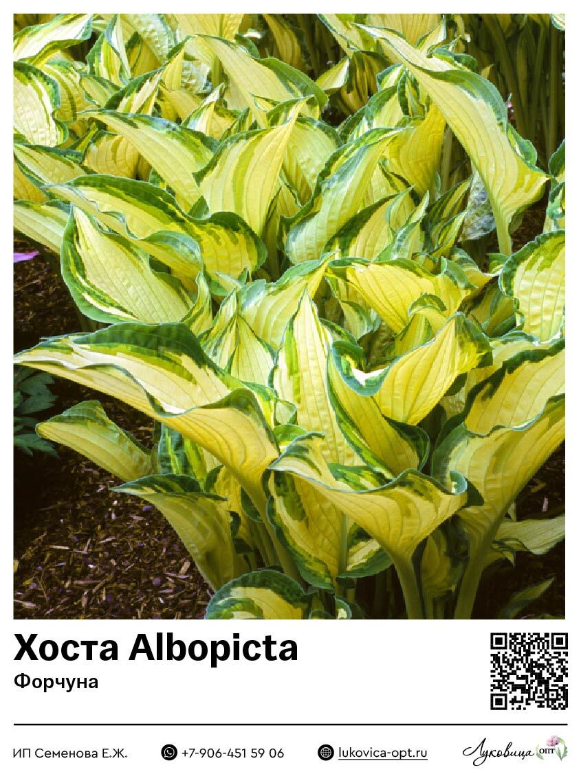 Хоста Albopicta (Форчуна)