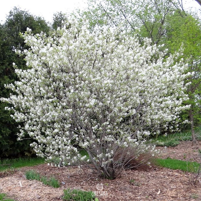 Seeds of Amelanchier alnifolia (Amelanchier alnifolia) — 10 pcs