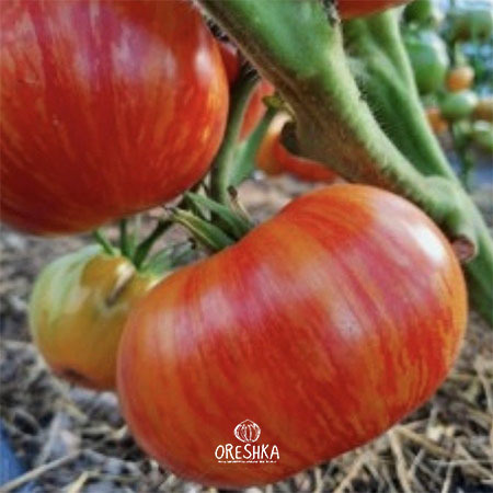 Seeds of Tomato Dwarf DSA (solanum lycopersicum) — 10 pcs