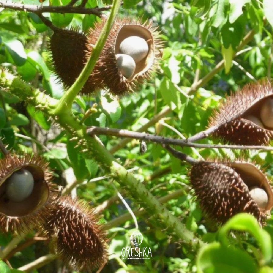 Seeds of Caesalpinia bondoukova (Caesalpinia bonduc) — 2 pcs