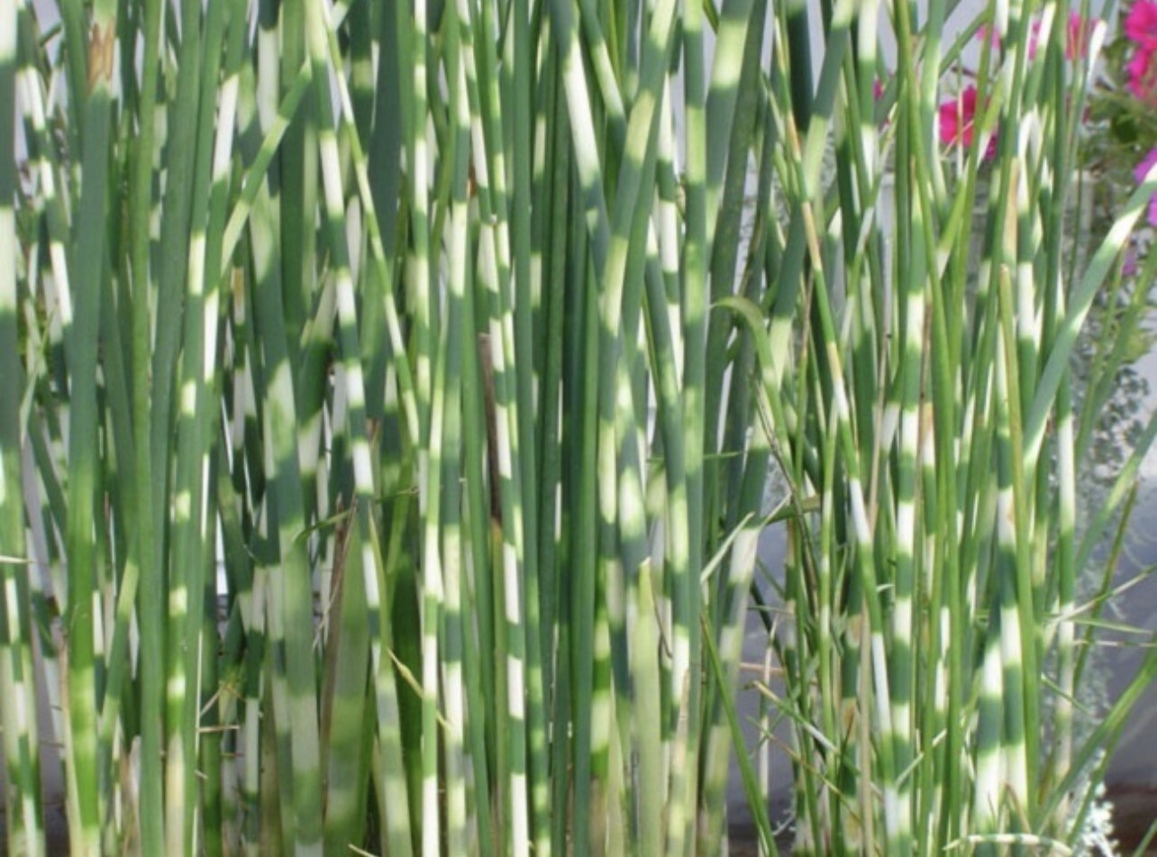 Рогоз широколистный. Cortaderia jubata. Камыш озёрный сорт «zebrinus. Камыш зебринус. Цветы похожие на камыш.
