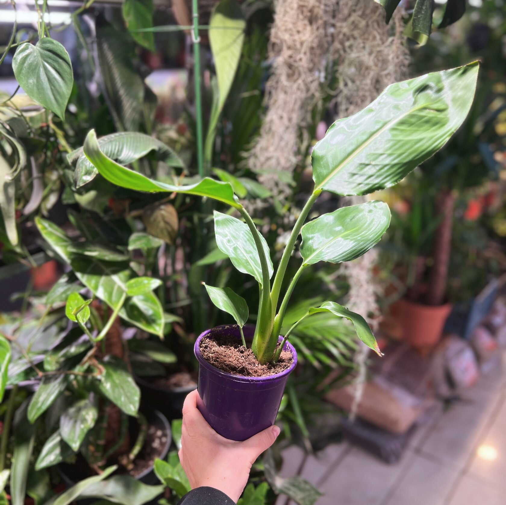 Птица рая: Стрелиция тростниковая в природе Торты, конфеты, пироги iberia-restau