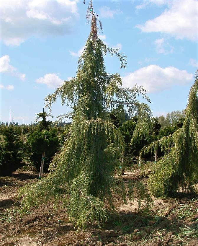 Можжевельник виргинский пендула фото