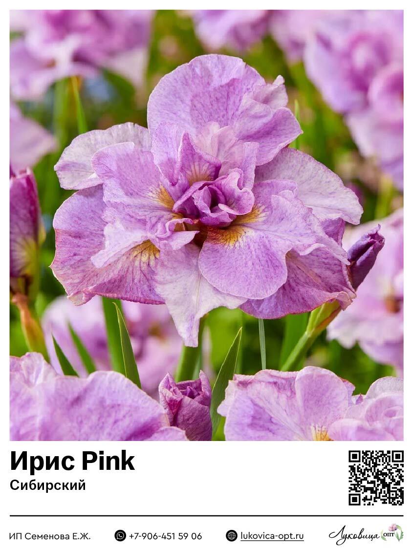 Ирис Pink (Сибирский) 1 шт